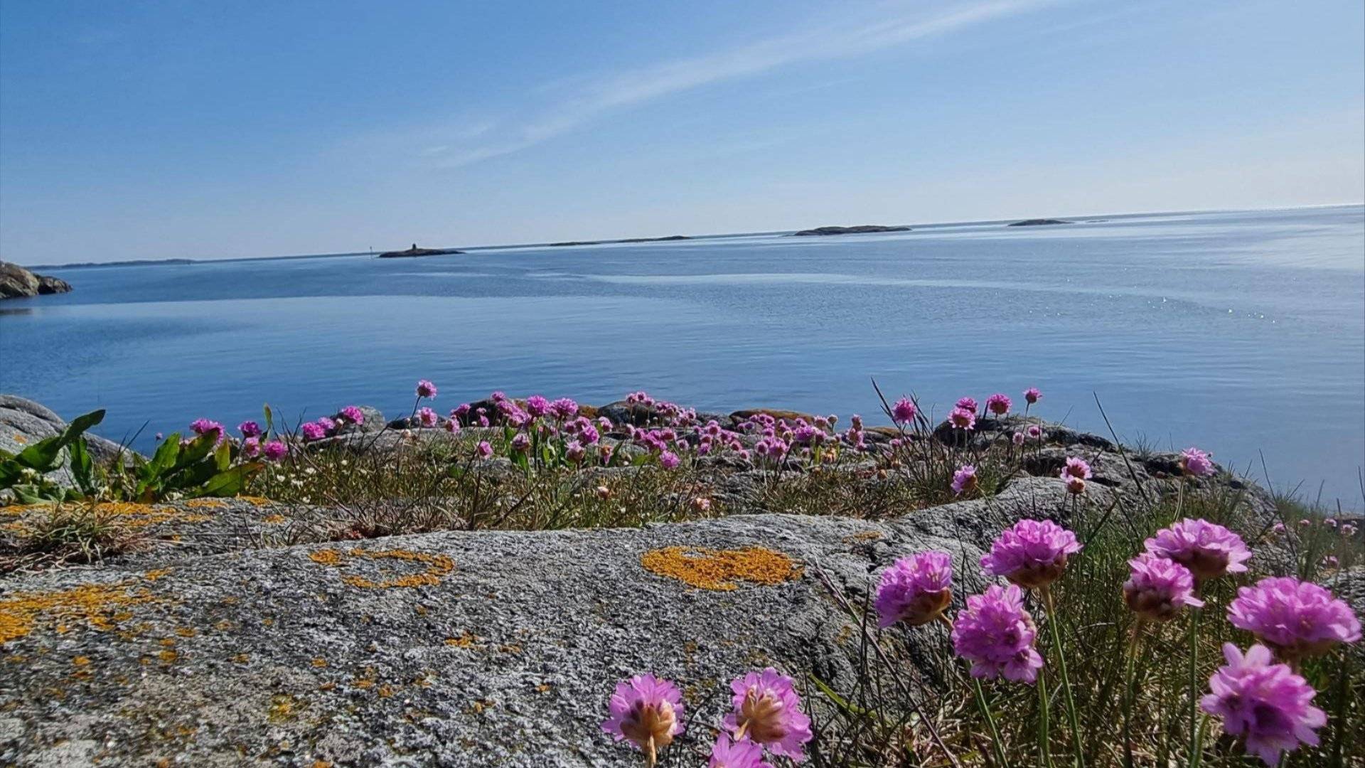Svaberg med strandnellik. Hav, himmel og skjær i bakrunnen